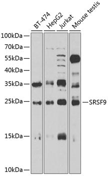 SFRS9 Rabbit pAb