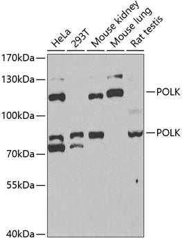 POLK Rabbit pAb