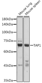 TAP1 Rabbit pAb