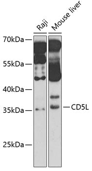 CD5L Rabbit pAb