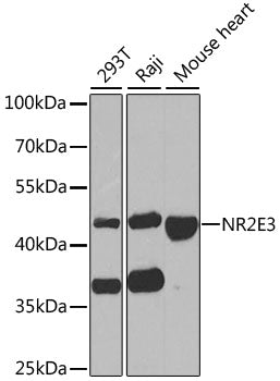 NR2E3 Rabbit pAb