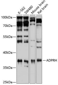 ADPRH Rabbit pAb