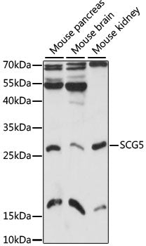 SCG5 Rabbit pAb
