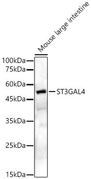 ST3GAL4 Rabbit pAb