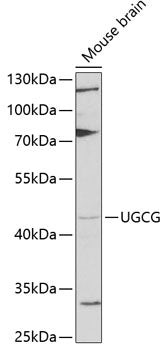 UGCG Rabbit pAb