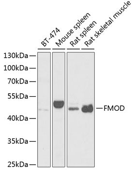 FMOD Rabbit pAb