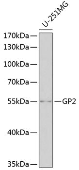 GP2 Rabbit pAb