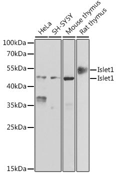 Islet1 Rabbit pAb