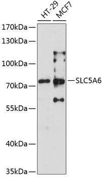 SLC5A6 Rabbit pAb