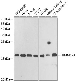 TIMM17A Rabbit pAb