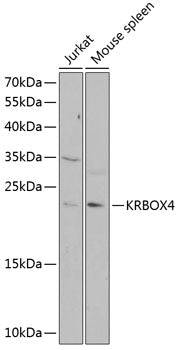 KRBOX4 Rabbit pAb