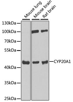 CYP20A1 Rabbit pAb