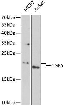 CGB5 Rabbit pAb