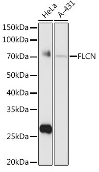 FLCN Rabbit pAb