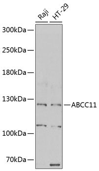 ABCC11 Rabbit pAb