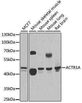 ACTR1A Rabbit pAb