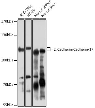LI Cadherin/Cadherin-17 Rabbit pAb