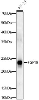 FGF19 Rabbit pAb