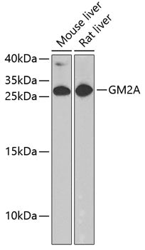 GM2A Rabbit pAb