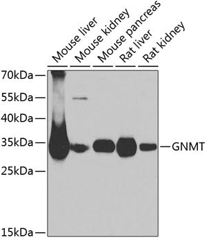 GNMT Rabbit pAb
