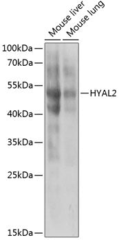 HYAL2 Rabbit pAb