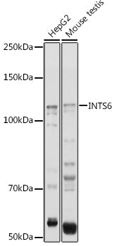 INTS6 Rabbit pAb