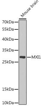 MXI1 Rabbit pAb
