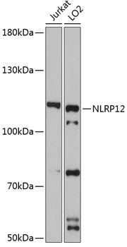 NLRP12 Rabbit pAb