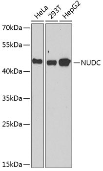 NUDC Rabbit pAb