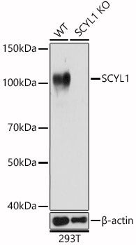 [KO Validated] SCYL1 Rabbit pAb