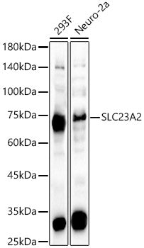 SLC23A2 Rabbit pAb