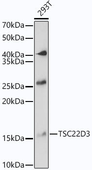 TSC22D3 Rabbit pAb