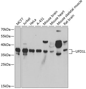 UFD1L Rabbit pAb