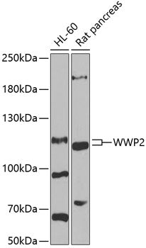 WWP2 Rabbit pAb