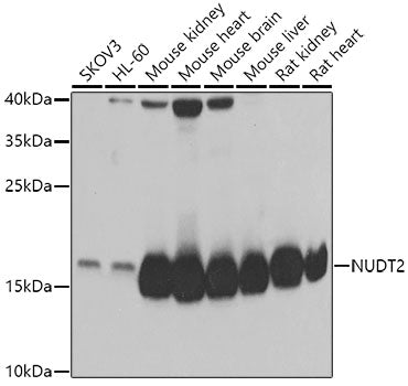 NUDT2 Rabbit pAb