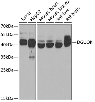 DGUOK Rabbit pAb