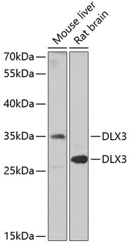 DLX3 Rabbit pAb