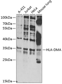 HLA-DMA Rabbit pAb