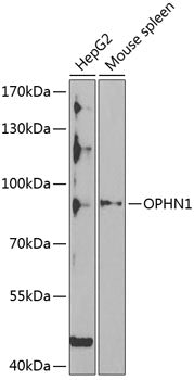 OPHN1 Rabbit pAb