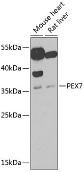 PEX7 Rabbit pAb
