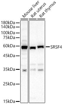 SRSF4 Rabbit pAb