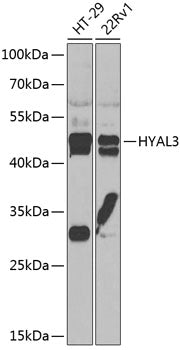 HYAL3 Rabbit pAb