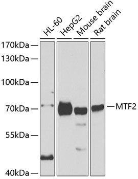 MTF2 Rabbit pAb
