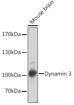 Dynamin 3 Rabbit pAb