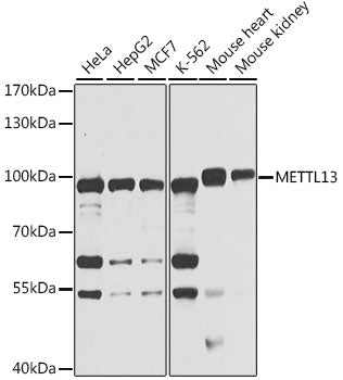 METTL13 Rabbit pAb