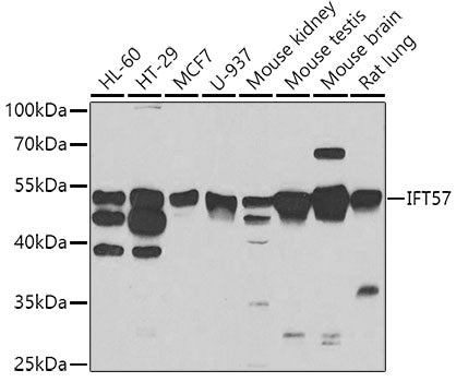 IFT57 Rabbit pAb