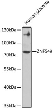 ZNF549 Rabbit pAb