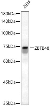 ZBTB48 Rabbit pAb