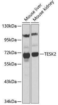 TESK2 Rabbit pAb