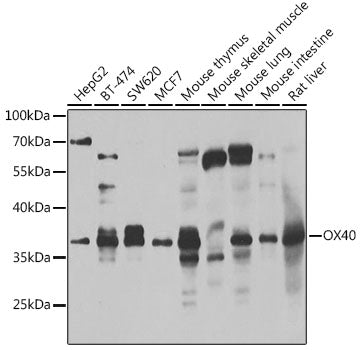 CD134/OX40 Rabbit pAb